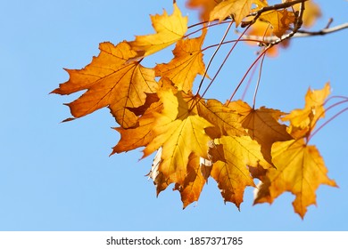 
Maple Leaves On A Branch In The Park