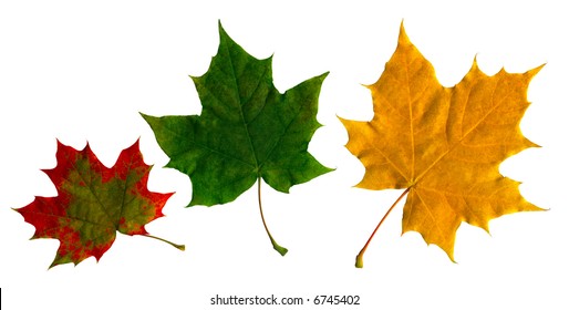 Foliage Sugar Maple Leaf Stock Photo Edit Now