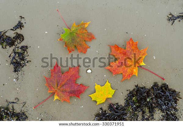 Maple Leaves On Sandy Beach Baltic Stock Photo Edit Now 330371951