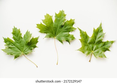 Maple leaves on a white background. Green maple leaves.