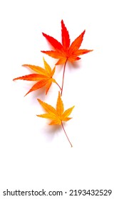 maple leaves on white background. - Shutterstock ID 2193432529