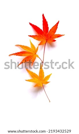 maple leaves on white background.