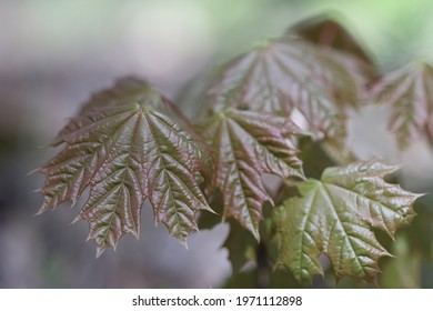Maple leaves. In the spring, tree leaves begin to grow. 