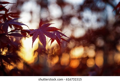 maple leaves and sunset