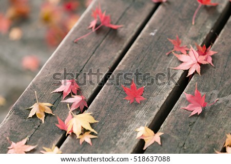 Maple on bench