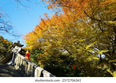 Maple red leaf and temple