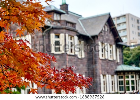 Maple with red leaves and nice old building in the background