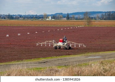 MAPLE RIDGE, BRITISH COLUMBIA, CANADA - April 12, 2019. Farm Worker Fertilizing Cranberry Fields For The Upcoming Season.