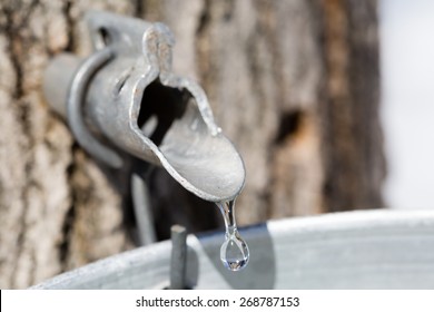 Maple sap dripping into bucket - Macro - Shallow depth of field
