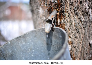 Maple sap drips into the bucket of a backyard maple syrup hobbyist in Springhill, Nova Scotia.