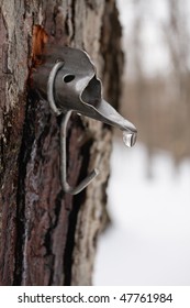 Maple Sap Droplet Flowing From Tap In Tree To Produce Maple Syrup