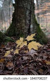 Maple Sapling In The Forest In Autumn 