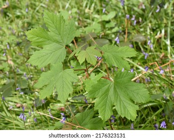 Maple Sapling With New Leaf Growth