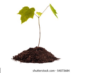 Maple Sapling In Soil On A White Background