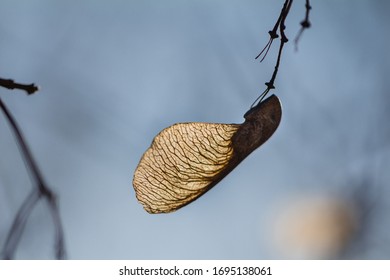 Maple Seed On A Branch, Early Spring