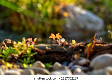 Maple Seedling In The Sunrise