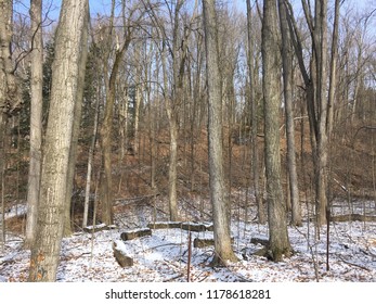 Maple Sugar Bush, Toronto Canada