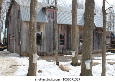 Maple Sugar Shack