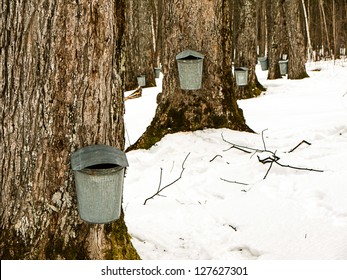 Maple Syrup Production