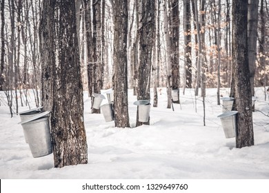 Maple Syrup Production In Quebec. Pails Used To Collect Sap From Maple Trees In Spring.