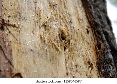 Insect Holes Dead Tree Freeman Lake Stock Photo (Edit Now) 1606574404