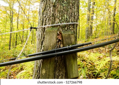 Maple Syrup Tap And Pipe