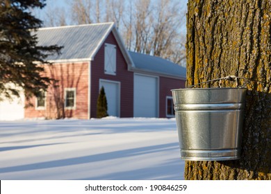 Maple Tapping - Tapping Maple Trees For Their Sap In The Spring Which Will Be Converted To Maple Syrup. 