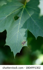 Maple Tar Spot Blooms In Forests