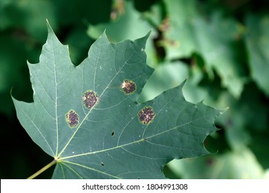 Maple Tar Spot Blooms In Forests