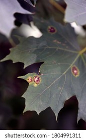 Maple Tar Spot Blooms In Forests