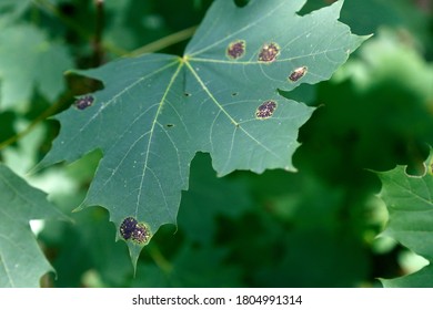 Maple Tar Spot Blooms In Forests