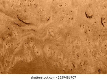 Maple texture background with birdseye