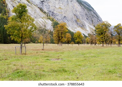 maple tree