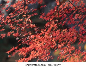 maple tree