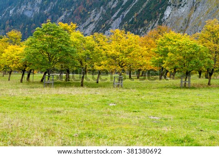 maple tree