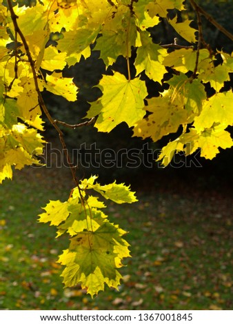 Maple tree (Acer), green-yellow maple leaves in autumn, West Park, Munich, Bavaria, Germany, Europe