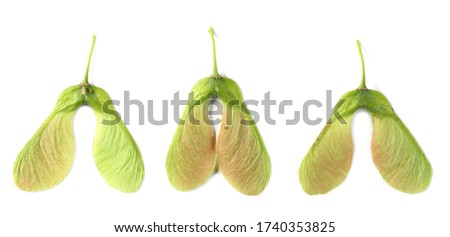 Maple tree, acer pseudoplatanus, seeds set and collection isolated on white background, top view