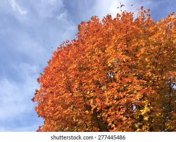 Maple Tree in Autumn