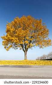 Maple Tree In Autumn With Yellow Leaves