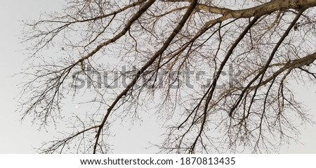 Maple tree with bare branches in winter