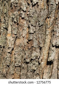 Maple Tree Bark.