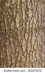 Maple Tree Bark