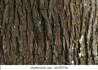 Maple Tree Bark