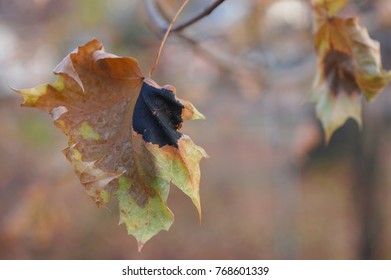 Maple Tree Black Spot Tar Spots On Leaves Soft Background