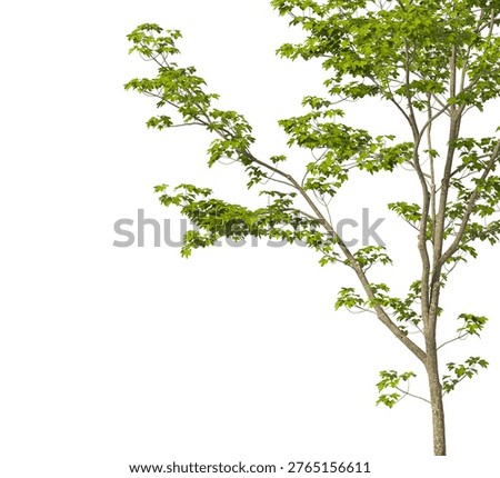 Maple Tree branch isolated on white background. Natural Lush Green leaves frame. Corner tree branch with maple leaves isolated on white background. transparent background PNG in daylight with soft, natural lighting. Large leafy tree branch placed in corner with natural foliage. Photorealistic tropical branch foliage with copy space for design backgrounds, corner, frames, borders, banners, templates, architecture visualization, landscaping element or asset, landscape design projects, exterior renderings, urban planning presentations, environmental graphics, real estate marketing, garden planning concepts, compositing, and nature themed backdrop layouts. isolate plant foliage or leaf on clean solid plain backgrounds. Green tree branches isolated on white background. Front view, Side view of Acer pseudoplatanus commonly known as the Sycamore maple, maple Or sycamore.