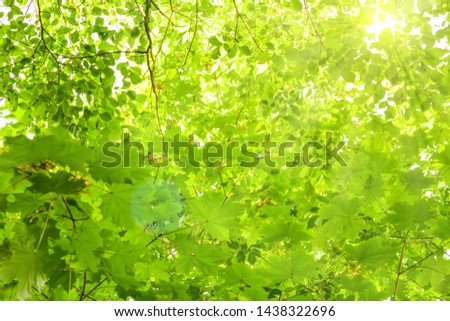 Similar – Image, Stock Photo summer resort Light Green