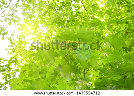 Similar – Image, Stock Photo summer resort Light Green