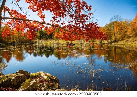 Maple Tree Branches with Vibrant Autumn Fall Color Leafs Hang Over the Lake Water Mirror Surface, Surrounded by Rocky Brinks, Bright Blue Sky Sunny Day, Frontenac Park, Ontario, Canada