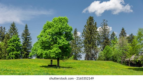 Maple Tree In Bregenz Forest