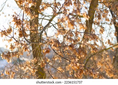 Maple tree with brown maple seed on sunny day. Sunny autumn landscape with bare maple tree covered with maple seeds. - Shutterstock ID 2236151737